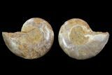 Cut & Polished, Agatized Ammonite Fossil - Jurassic #100514-1